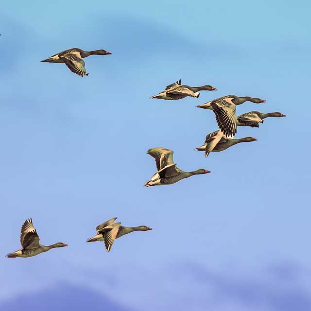 Geese in V formation